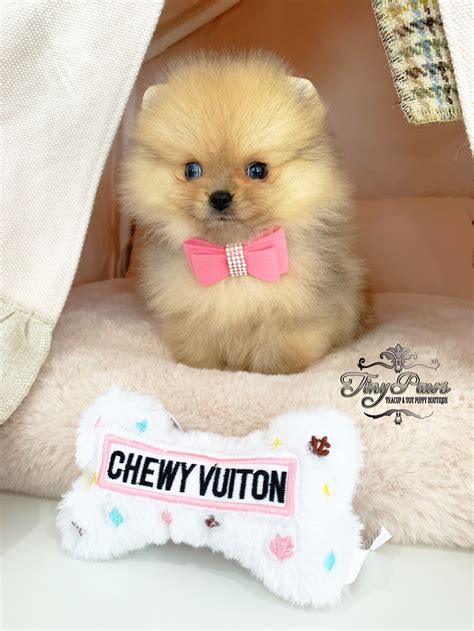 Birkin Tiny Teacup Teddybear Pomeranian - Tiny Paws