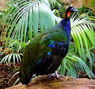 Birds of the World: Congo peafowl