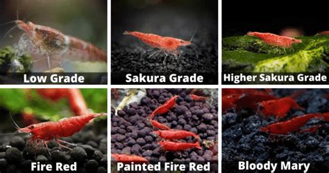 Red Cherry Shrimp Grades Explained [With Pictures] – Acuario Pets