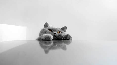 Cat Meme Wallpapers - Top Free Cat Meme Backgrounds - WallpaperAccess