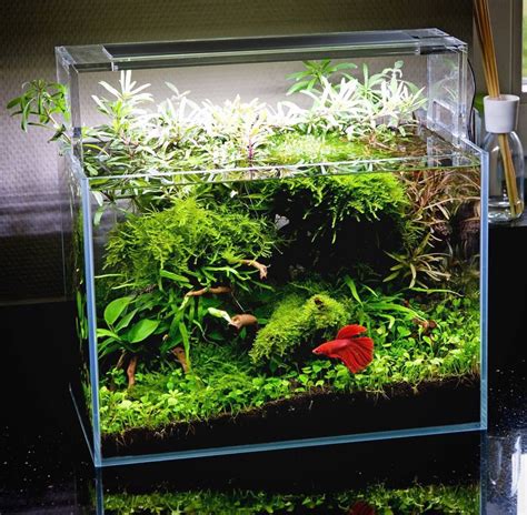 Betta Fish Tank Aquascape - Blog Aquascape