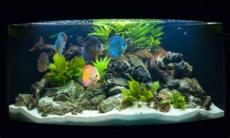 Freshwater Aquarium Setup