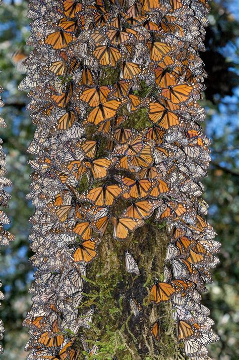 Monarch Migration in Mexico – Florida Museum