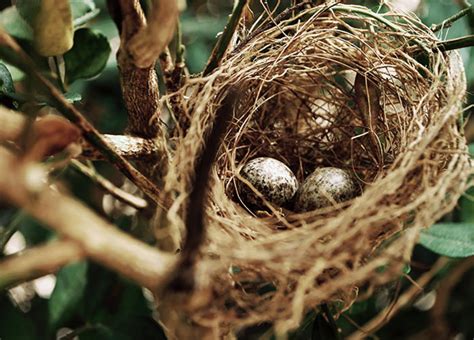 Materials and Garden Practices That Help Birds Build Nests - Horticulture