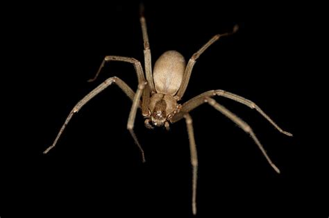 Brown recluse spider - Wikipedia