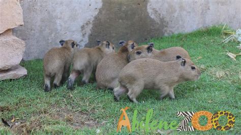 Abilene Zoo welcomes five baby capybaras | myfoxzone.com