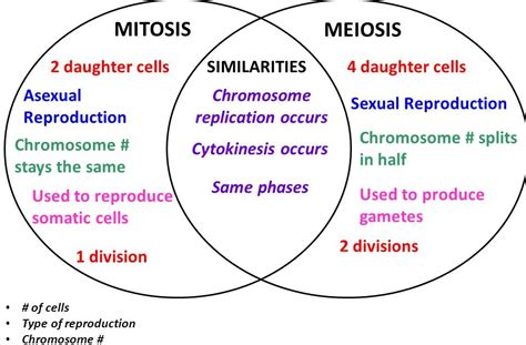 Meiosis Vs Mitosis Venn Diagram General Wiring Diagram | Images and Photos finder