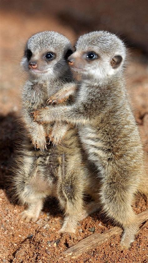 Baby Animals Hugging Each Other