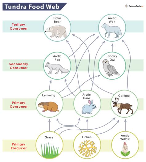 Tundra Food Chain: Examples and Diagram