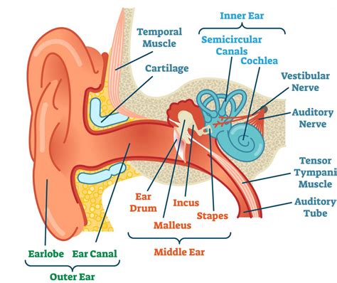 Fun Diagram Of The 3 Parts Of The Ear