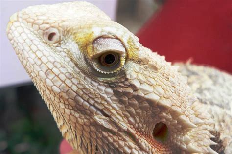 Metabolic Bone Disease In Bearded Dragons, Explained