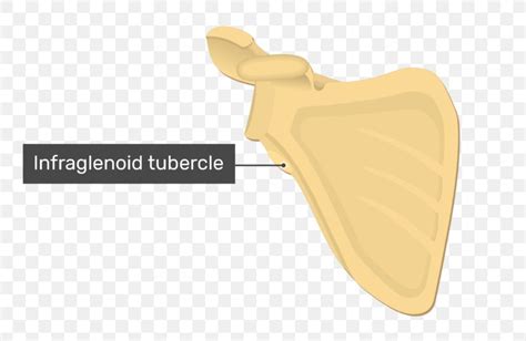 Infraglenoid Tubercle Scapula Glenoid Cavity Anatomy, PNG, 770x533px, Infraglenoid Tubercle ...