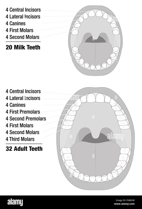 Milk Teeth - Adult Teeth - Comparison of temporary teeth of a child and permanent teeth of an ...