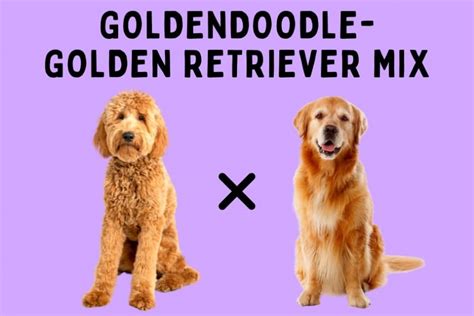 Goldendoodle Golden Retriever Mix: Ultimate Breed Guide