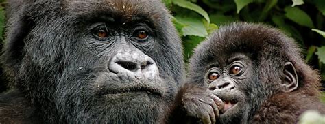 Full List of Rwanda Gorilla Families - African Gorilla Tours