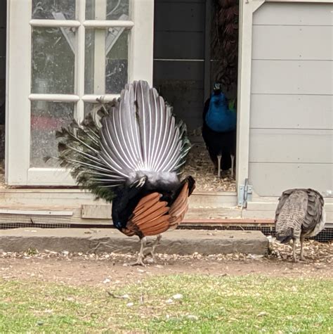 Breeding Season for the Peafowl - The Martha Stewart Blog