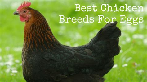 Best Chicken Breeds For Eggs | Backdoor Survival