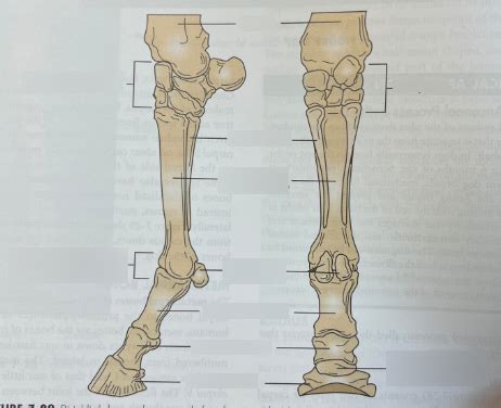 Horse leg diagram Diagram | Quizlet