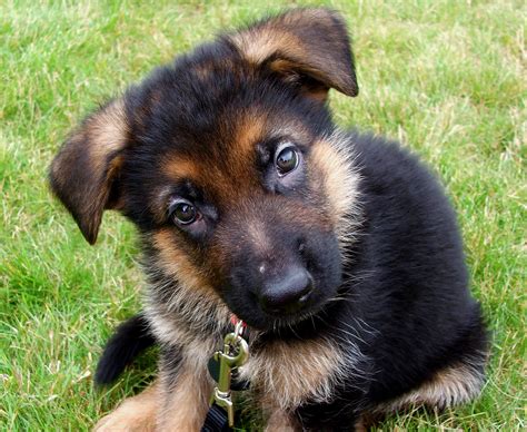 German Shepherd – DogInfo411.com