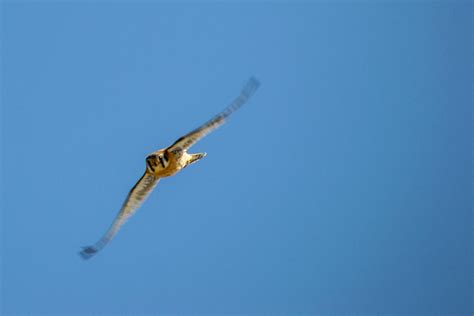 Free stock photo of american kestrel, flight