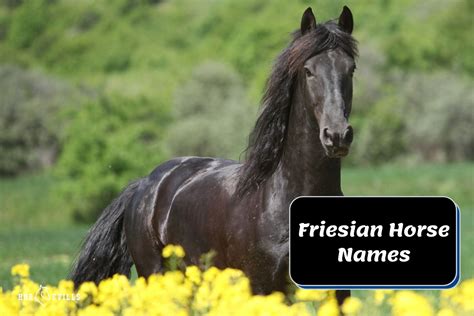 300+ Unique Friesian Horse Names [For Male & Female Horses]