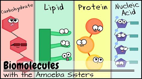 Biomolecules (Updated) - YouTube