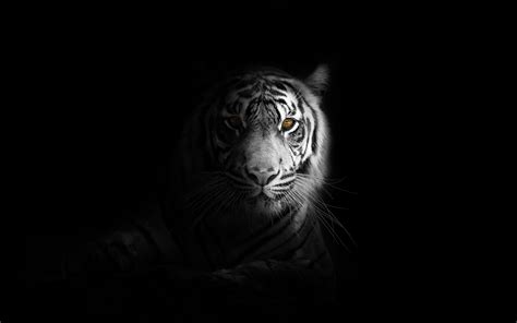 White Tiger Wallpaper 4k For Pc - IMAGESEE