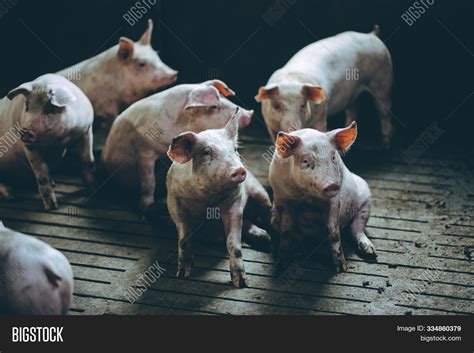 Pig Farm Industry Image & Photo (Free Trial) | Bigstock