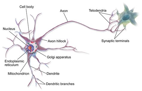 File:Blausen 0657 MultipolarNeuron.png - Wikimedia Commons