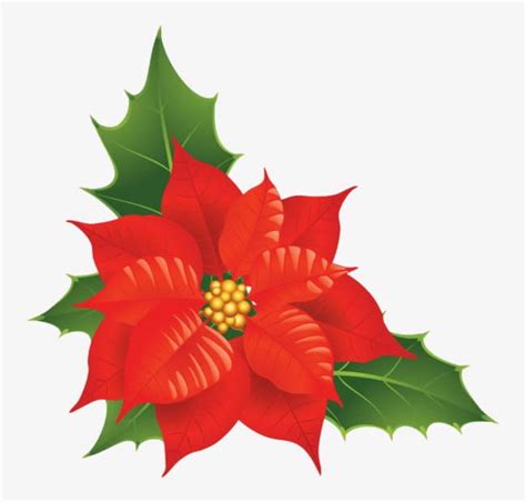 free clipart christmas flowers 10 free Cliparts | Download images on Clipground 2024