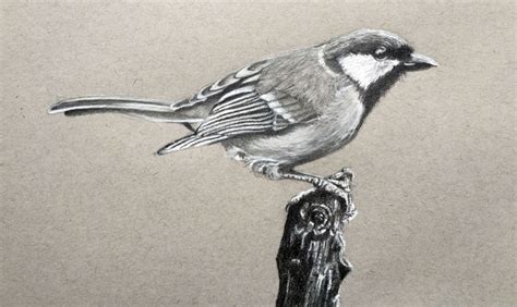 Draw a Realistic Bird with Graphite and Charcoal Pencil