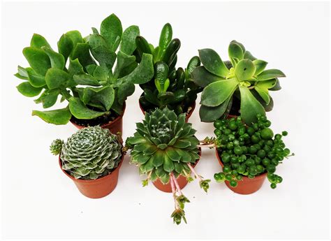 Buy 9GreenBox 6-Pack Succulents - Choose from 10 Types of Real and Hand-Picked Succulent Plants ...