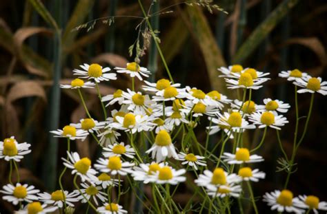 3 of my favorite uses for Chamomile - Lana Camiel