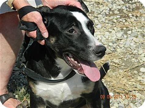 Penny | Adopted Puppy | Ithaca, NY | Border Collie/Great Dane Mix