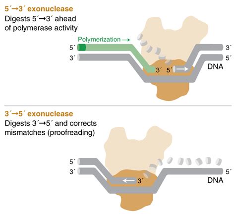 What does exonuclease activity mean for a DNA polymerase? | NEB