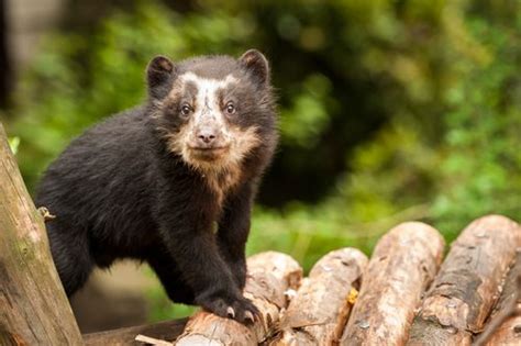 Spectacled Bear Facts, Habitat, Diet, Life Cycle, Baby, Pictures