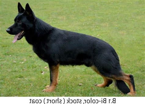 Bicolor German Shepherd For Sale | PETSIDI