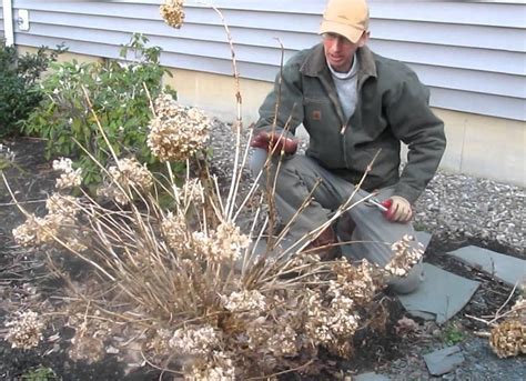 How to Prune Hydrangeas - Watters Garden Center