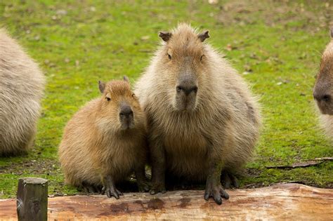 Baby Capybara – Capybara