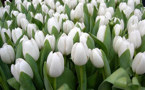 White Tulips Wallpapers - Top Free White Tulips Backgrounds - WallpaperAccess