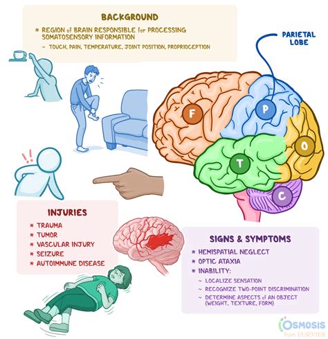 Brain Diagram Lobes