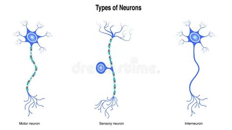 Types of Neurons Vector Illustration Graphic Stock Vector - Illustration of education, graphic ...