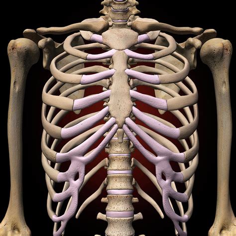 Are The Kidneys Located Inside Of The Rib Cage Thorax Anatomy Wall | Images and Photos finder