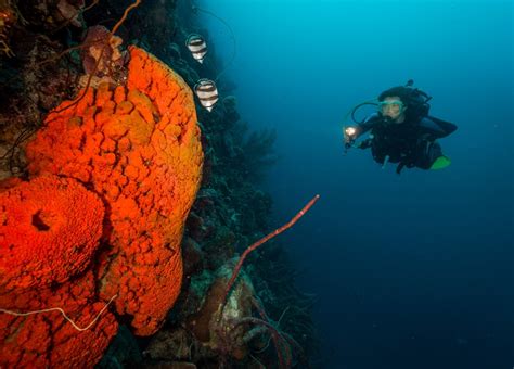 13 Best Places to Go Diving in Bonaire | Celebrity Cruises