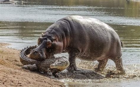 Hippo vs crocodile - Wander Lord