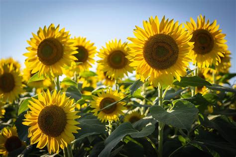 How to Protect Sunflowers from Birds | Avian Control