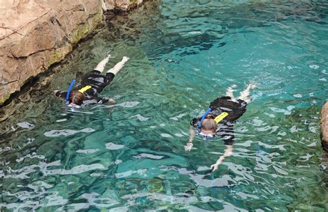 Why Discovery Cove Is One of Orlando's Top Attractions