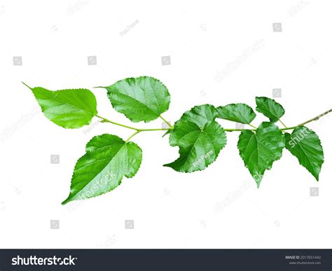 508 Serrated leaf margins Images, Stock Photos & Vectors | Shutterstock