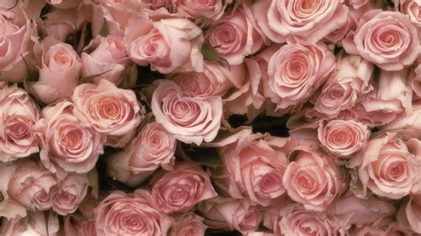 Pink Roses Wallpapers - Wallpaper Cave