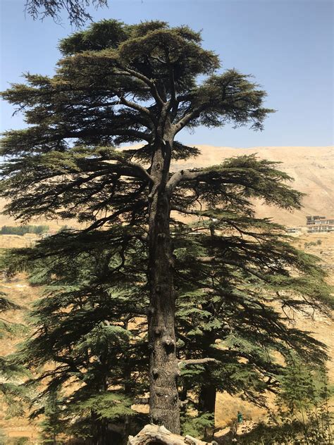 Cedar of Lebanon Tree - Trees of Joy